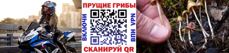 hydra ССЫЛКА  Кодинск  Псилоцибиновые грибы Cubensis 